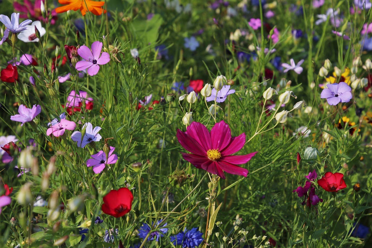 Wildflower Seeds 'Midwest Mix'